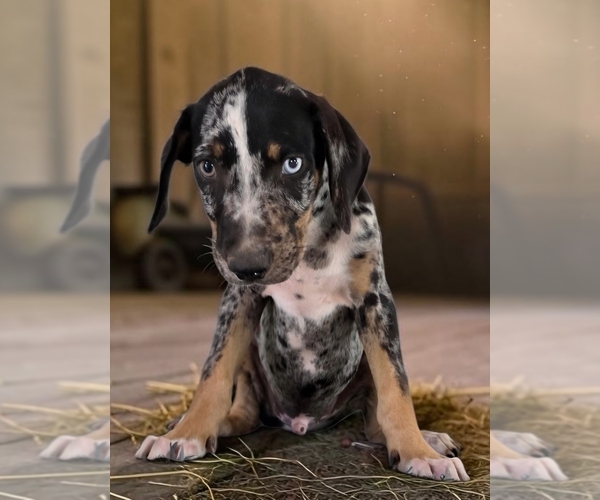 Medium Photo #8 Catahoula Leopard Dog Puppy For Sale in CUMBY, TX, USA