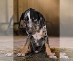 Small #7 Catahoula Leopard Dog