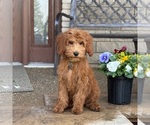 Small #4 Goldendoodle