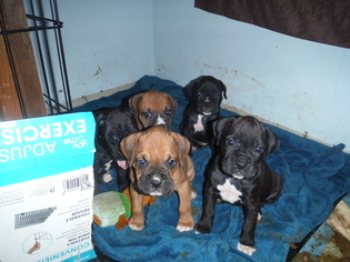 Boxer Puppy for sale in MEDFORD, OR, USA