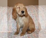 Small Photo #11 Golden Retriever Puppy For Sale in BLOOMINGTON, IN, USA