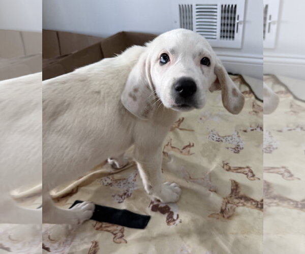 Medium Photo #2 Bluetick Coonhound-Great Pyrenees Mix Puppy For Sale in Staten Island, NY, USA