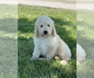 Goldendoodle Puppy for sale in MARYVILLE, MO, USA