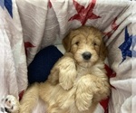 Small #3 Australian Labradoodle-Bernedoodle Mix