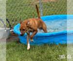 Small #3 Retriever  Mix
