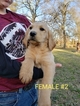 Small #7 Labradoodle