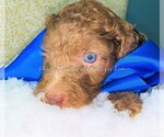 Small Photo #5 Goldendoodle Puppy For Sale in RUSKIN, FL, USA