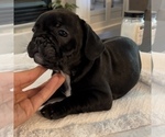 Small Photo #54 French Bulldog Puppy For Sale in GIG HARBOR, WA, USA