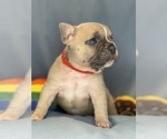 Small Photo #31 Faux Frenchbo Bulldog Puppy For Sale in HOODSPORT, WA, USA