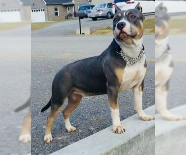 Medium Photo #3 American Staffordshire Terrier Puppy For Sale in Thomasville, NC, USA
