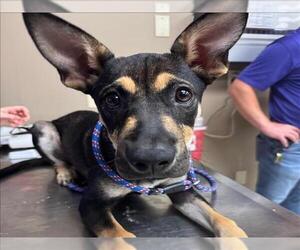German Shepherd Dog-Unknown Mix Dogs for adoption in Conroe, TX, USA