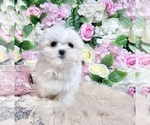 Small Photo #40 Maltese Puppy For Sale in HAYWARD, CA, USA