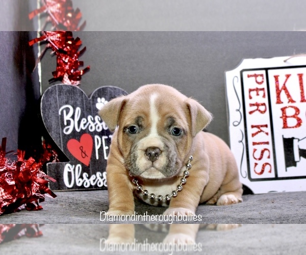 Medium Photo #3 American Bully Puppy For Sale in TOPEKA, KS, USA