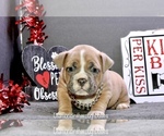 Small Photo #3 American Bully Puppy For Sale in TOPEKA, KS, USA