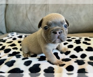 French Bulldog Puppy for sale in DALLAS, TX, USA