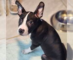 Small #2 Boston Terrier Mix