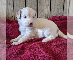 Goldendoodle (Miniature) Puppy for sale in WITHEE, WI, USA