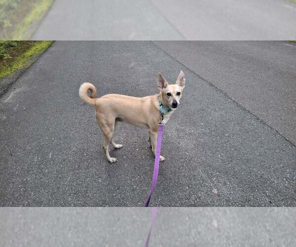 Medium Photo #7 Saluki-Whippet Mix Puppy For Sale in Sebec, ME, USA