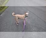 Small #6 Saluki-Whippet Mix