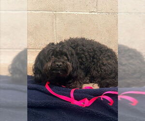 Maltipoo Dogs for adoption in San Bernardino, CA, USA
