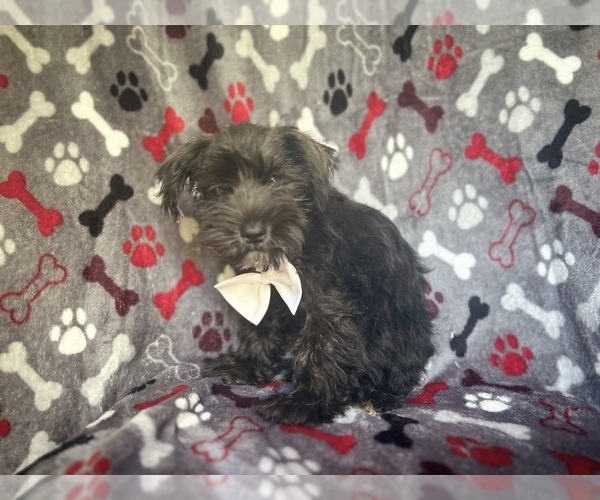 Medium Photo #10 Schnauzer (Miniature) Puppy For Sale in LAKELAND, FL, USA