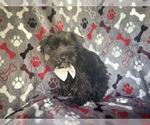 Small #9 Schnauzer (Miniature)