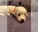 Small Photo #3 Coton de Tulear Puppy For Sale in DEATSVILLE, AL, USA