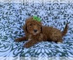 Small #2 Cavapoo (Miniature)