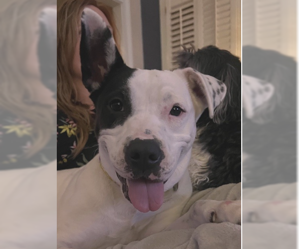 Medium Photo #3 Bullboxer Pit Puppy For Sale in Decatur, GA, USA