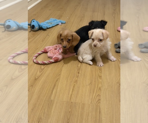 Medium Photo #7 Yorkiepoo mix (+ Poodle Toy) Puppy For Sale in RIPLEY, MS, USA