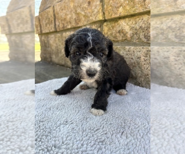 Medium Photo #6 Bernedoodle Puppy For Sale in BREMEN, AL, USA