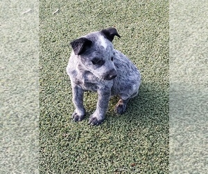 Australian Cattle Dog Puppy for sale in BRIGGSDALE, CO, USA