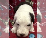 Image preview for Ad Listing. Nickname: Caroline