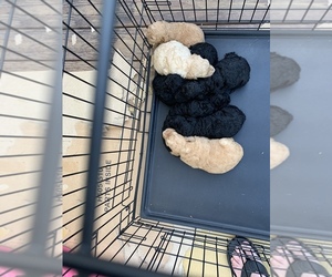 Australian Labradoodle Puppy for sale in PELZER, SC, USA