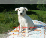 Small #5 German Shepherd Dog