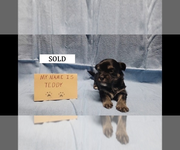 Medium Photo #2 Maltipoo Puppy For Sale in BROOKFIELD, MO, USA