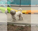 Small #9 Shih Tzu Mix