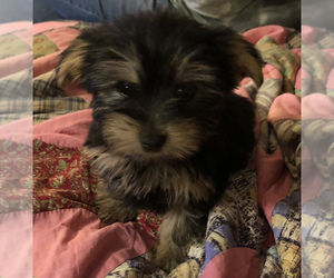 Yorkshire Terrier Puppy for sale in PARIS, TX, USA