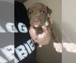 Puppy 5 American Staffordshire Terrier-Rottweiler Mix