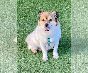 Pembroke Welsh Corgi-Spaniel Mix Dogs for adoption in Agoura Hills, CA, USA