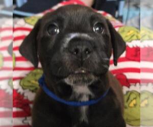 Labrador Retriever-Unknown Mix Dogs for adoption in San Antonio, TX, USA