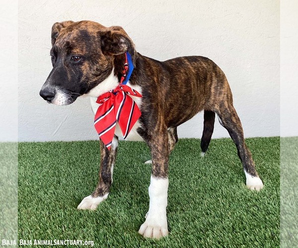 Medium Photo #2 American Pit Bull Terrier-Dutch Shepherd  Mix Puppy For Sale in San Diego, CA, USA