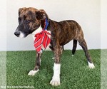 Small #1 American Pit Bull Terrier-Dutch Shepherd  Mix
