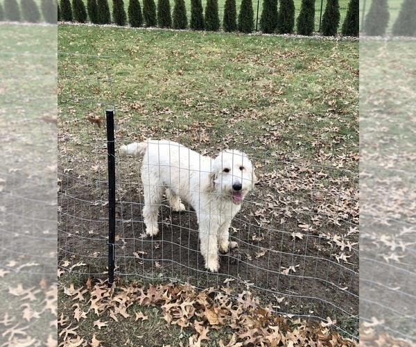 Medium Photo #1 Goldendoodle Puppy For Sale in NORTH LAWRENCE, OH, USA