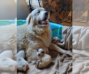 Mother of the Great Pyrenees puppies born on 04/17/2024