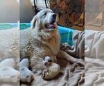 Small Photo #1 Great Pyrenees Puppy For Sale in CHARLESTOWN, NH, USA