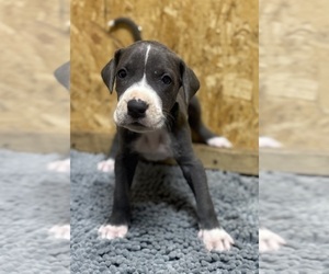 Great Dane Puppy for sale in MARSHVILLE, NC, USA