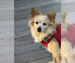 Naomi McGee - Female Chiranian Dog for Adoption - Small photo