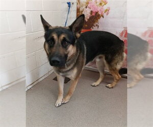 German Shepherd Dog Dogs for adoption in San Bernardino, CA, USA