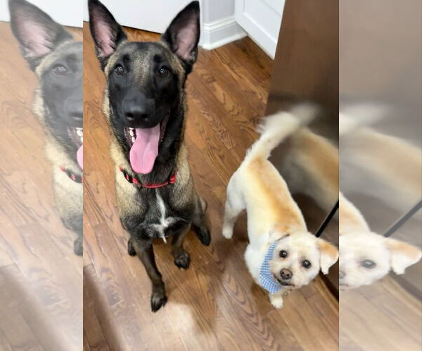Medium Photo #4 Mutt Puppy For Sale in Stevens Point, WI, USA